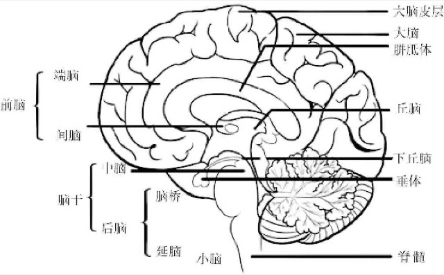 第3章 脑科学