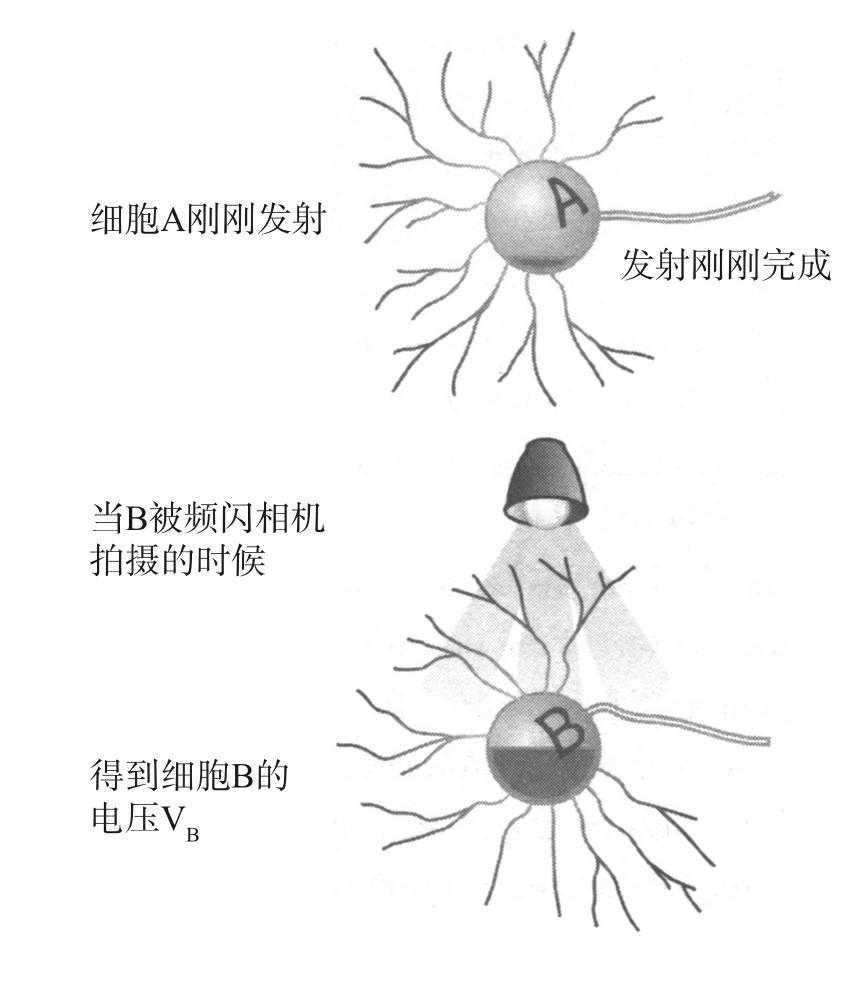 图1-2 3个振子同步模拟示意