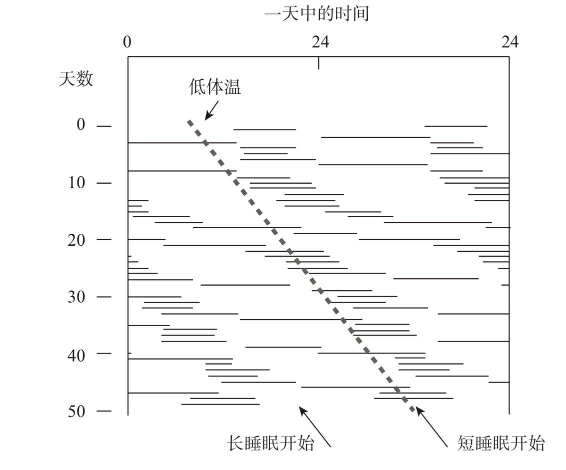 图3-2 体内非同步者睡眠时间与体温周期栅格图