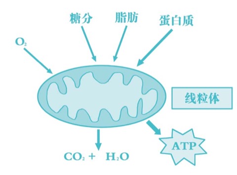 安全运动区间与最大摄氧量